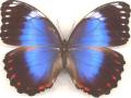 Morpho achillaena violaceus abberent male (Internet Image property of respective owner, non-commercial use only)